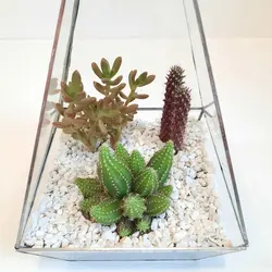 کاکتوس تراریوم مدل شیشه ای چند وجهی