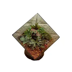 گیاه طبیعی تراریوم مدل چند وجهی روبیک