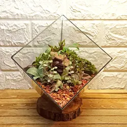 گیاه طبیعی تراریوم مدل چند وجهی روبیک