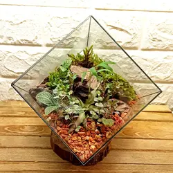 گیاه طبیعی تراریوم مدل چند وجهی روبیک