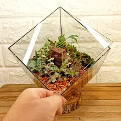 گیاه طبیعی تراریوم مدل چند وجهی روبیک