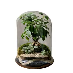 تراریوم بنسای فیکوس رتوزا کد 20