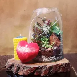 گیاه طبیعی تراريوم وابي كوزا مدل آنتاليا با زيره چوبي