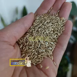 تخم کتان درجه یک پرندگان