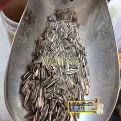 تخمه آفتاب گردان دور سفید طوطیسانان