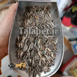 تخمه آفتاب گردان دور سفید طوطیسانان