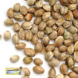 شاهدانه مخصوص طوطی