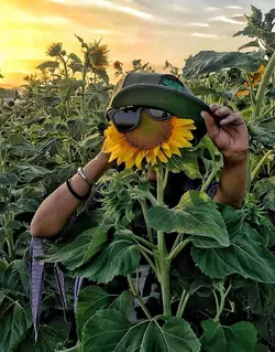 تخمه آفتابگردان پوستدارگلپری مزمز