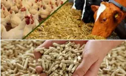 دانلود رایگان طرح توجیهی خوراک علوفه ای و کنسانتره دامPDF | تسکوشاپ