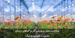 دانلود طرح توجیهی گل و گیاه زینتی رز و آنتوریوم | تسکوشاپ