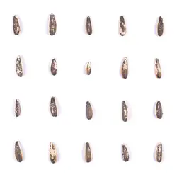 تخمه آفتابگردان برشته دور سفید