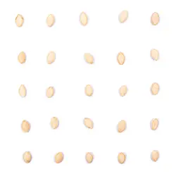 تخمه کدو گوشتی برشته