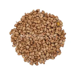 تخمه محبوبی خام