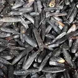 تخمه آفتابگردان شمشیری خوی