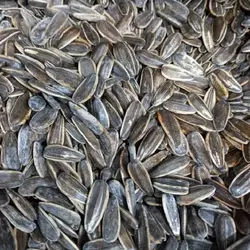 قیمت تخمه آفتابگردان جوشانده (آبپز)