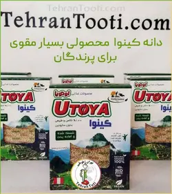 دانه کینوا پرنده