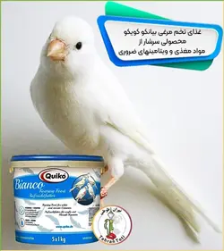 غذای تخم مرغی کویکو