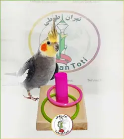 بازی فکری دوتایی و تکی پرنده