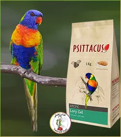 پلت لوری سیتاکوس