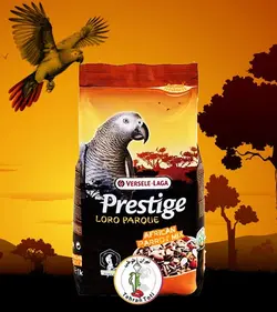 دان مخلوط ورسلاگا کاسکویی