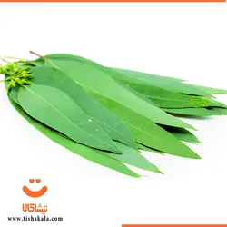 برگ اکالیپتوس