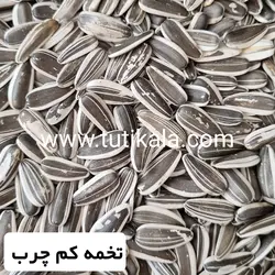 تخمه طوطیسانان