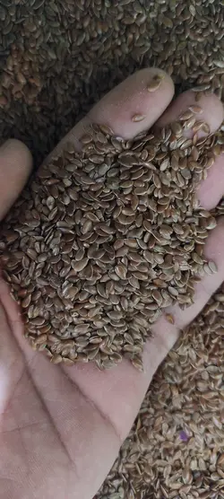 کتان خوراکی (۵۰۰ گرم)