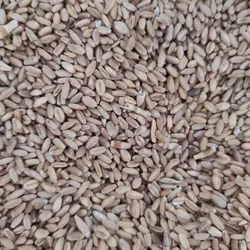 گندم پرندگان (۳ کیلو)