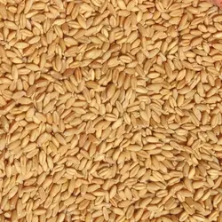 گندم سمنو ( خرید کیلویی )
