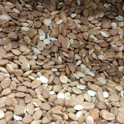 مغز هسته زردآلو (۳۰۰ گرم)