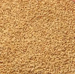 گندم سمنو ( خرید عمده – گونی ۳۰ کیلوگرم ) درشت و تمیز
