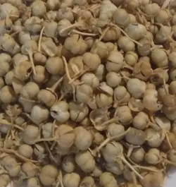 اسپند نخودی (قپه اسپند)