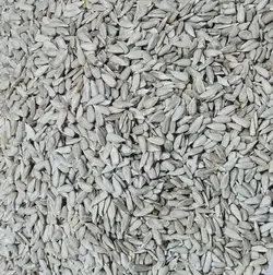 مغز تخمه درشت ایرانی ( ۲۰ کیلوگرم)