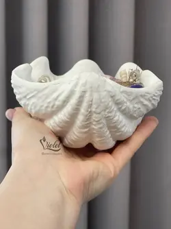 صدف دریایی سایز بزرگ