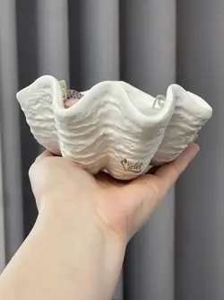 صدف دریایی سایز بزرگ