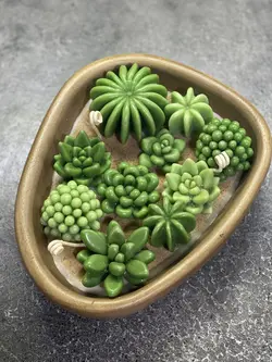 باغچه کاکتوس دفرمه