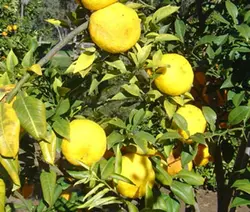 سرکه مرکبات یوزو (200 میل)