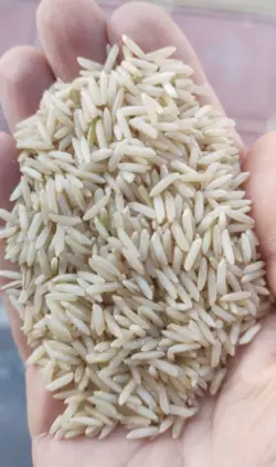 برنج قهوه ای رژیمی سبوس دار