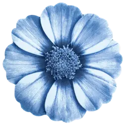 فرش سه بعدی زرباف طرح گلپرAngelica 3D Rug Zarbaf