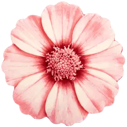 فرش سه بعدی زرباف طرح گلپرAngelica 3D Rug Zarbaf