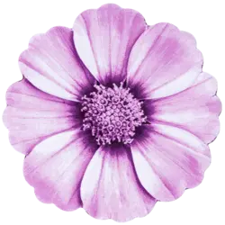 فرش سه بعدی زرباف طرح گلپرAngelica 3D Rug Zarbaf