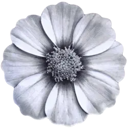 فرش سه بعدی زرباف طرح گلپرAngelica 3D Rug Zarbaf