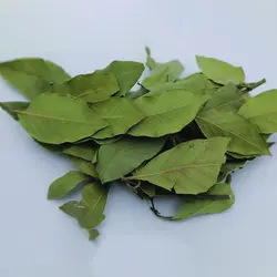 برگ بو زرین گیاه کد 1010058