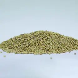 تخم گیشنیز توپی زرین گیاه کد 1010045