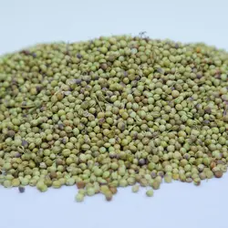 تخم گیشنیز توپی زرین گیاه کد 1010045