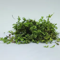 گیاه پرسیاوشان زرین گیاه کد 1010081