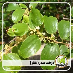 عسل کنار