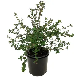 نهال قره‌قات