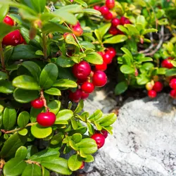 نهال قره‌قات