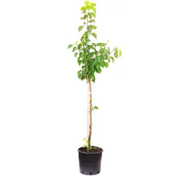 نهال زردآلو قرمز پرتقالی